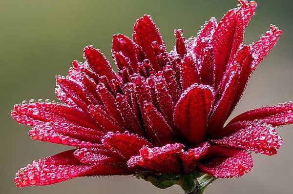 Chrysantheme Chrysantheme