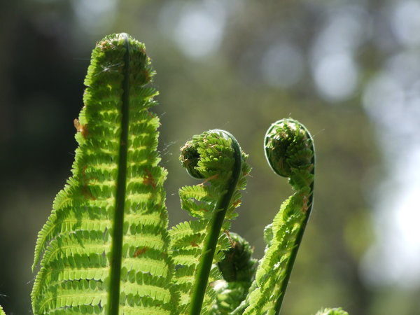 Farnblatt Botanischer Garten Linz