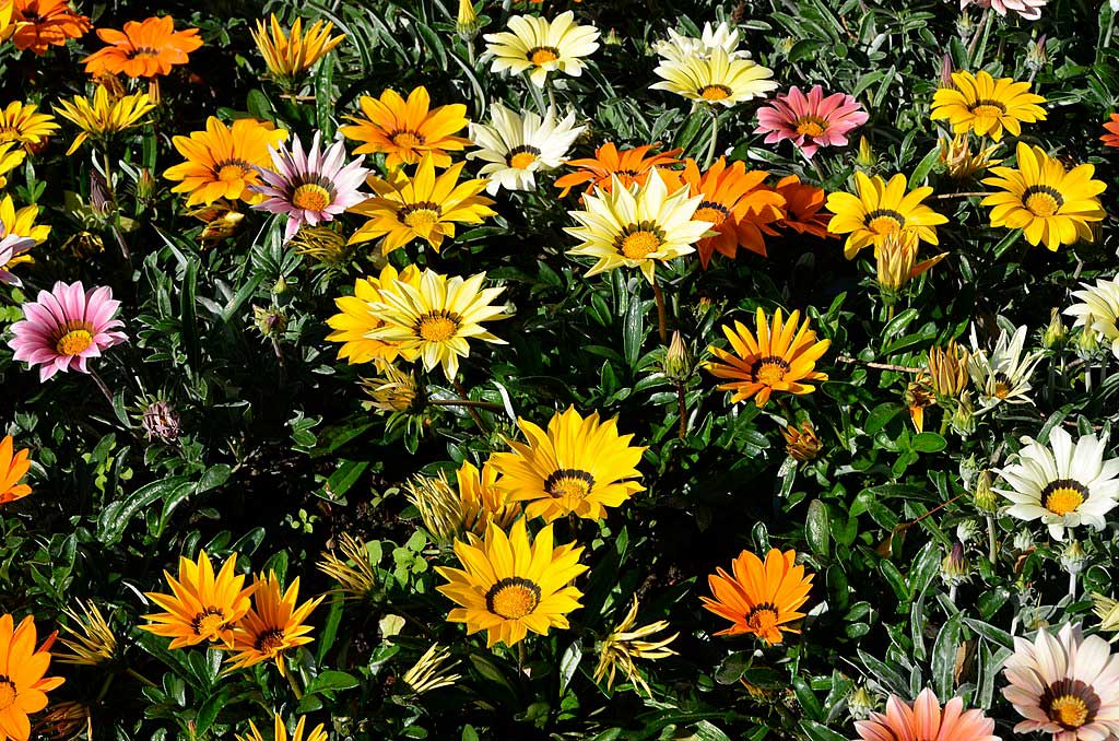 Sommerblumen